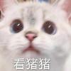 折光养猪头像
