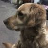 110政邪头像