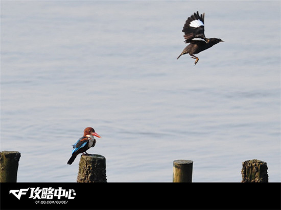 快速掌握新武器优劣势 CF战场神器早入手