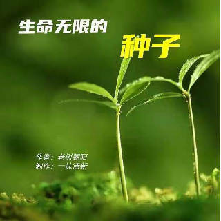 生命无限的种子