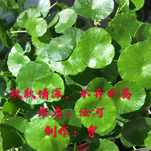 hou(小号) 款款情深,不弃不离