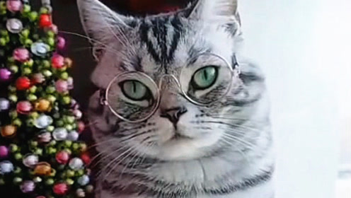 喵星人戴眼镜,摇身一变成了"绅士猫",网友:论打扮的重要性