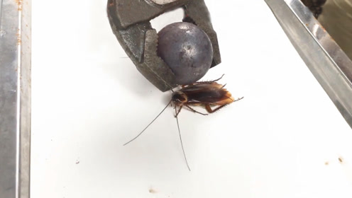 打不死的小强能扛住1000度的铁球吗?一起见识一下