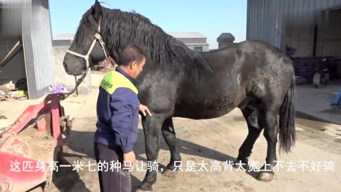 1800斤重型公马配一次种2000,难得一见高头大马真好漂亮