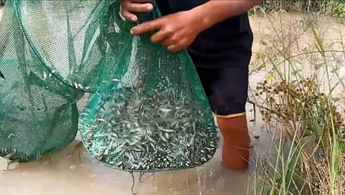 稻田里的地笼,收一网就是半桶鱼!
