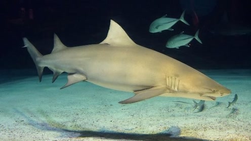 蛇獴捕食毒蛇全纪录