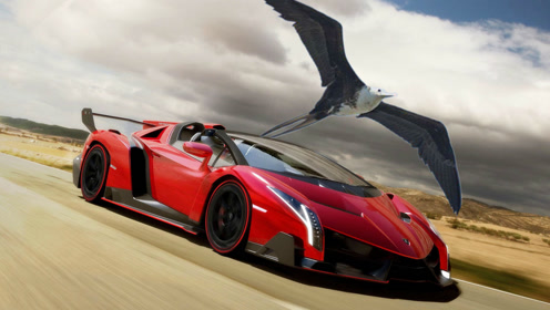 世界上最快的鸟,犹如动物界的"顶级跑车",每小时最高可达418公里