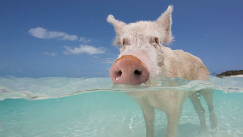 这群小猪也太幸福了,躺在沙滩晒太阳,向游客讨吃的