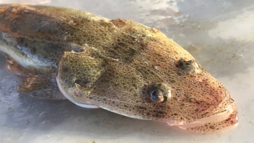 小谭赶海,徒手挖大螃蟹,看看是怎么挖的,学到了