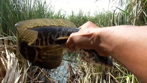 难怪小黑哥钓的鲫鱼又多又大,看了这个视频才明白