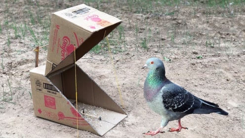 用一个大纸箱自制捕鸟器,来一个捉一个!