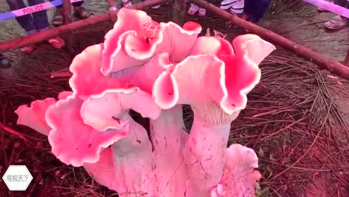 超级工程:5200吨的运输船在陆上只能靠这些超级车转运