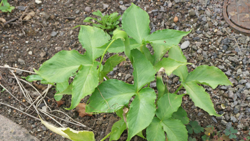 头晕,晚上睡不着觉?老中医:这种野草煎汤,治失眠最有效!