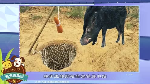 农村小伙抓野猪,,地下挖个大坑吊个胡萝卜,抓头野猪就这么简单