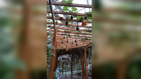 淮安菜趣园开展游客络绎不绝 千种蔬菜瓜果在春节期间亮相