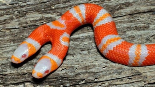 6种"基因突变"的神奇动物!双头蛇短脖狗了解一下!