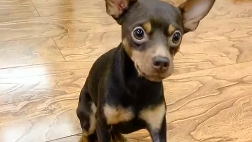 鹿犬啵啵乐非要主人给它穿厚衣服,它的反应太聪明了,极品狗子!