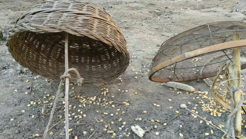 家乡|双筐等鸟,重回童年,看哪个先倒