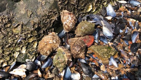 赶海时小斗发现海螺窝,强子急忙跑过来,俩人说发财啦