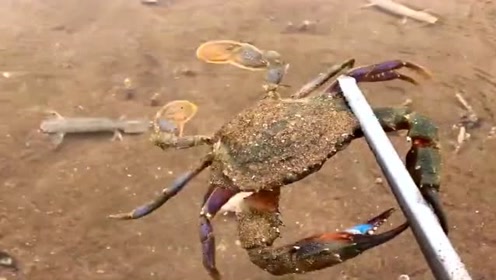 渔民刚要抓皮皮虾,又看到一个大螃蟹,皮皮虾侥幸逃过一劫