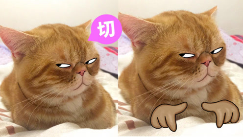 不管贫穷还是富贵,喵星人永远都看不起你!一脸嫌弃!