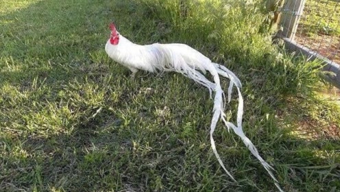 老爷爷捡到一只"白凤凰",养了5年不舍得卖,孙子回家傻眼了