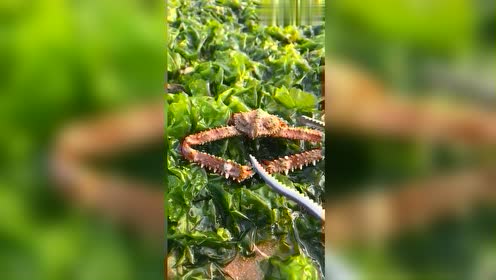 小伙子沙滩赶海,在海草底下发现八爪鱼,太幸运了!