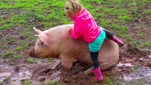 5岁萌娃竟"骑猪"去上学,画面简直让人哭笑不得,网友:全校最亮的仔!