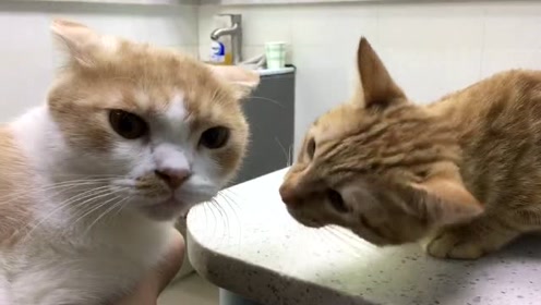 听说花猫有口臭,橘猫八卦凑前去闻了一下,闻完后的表情笑尿了!