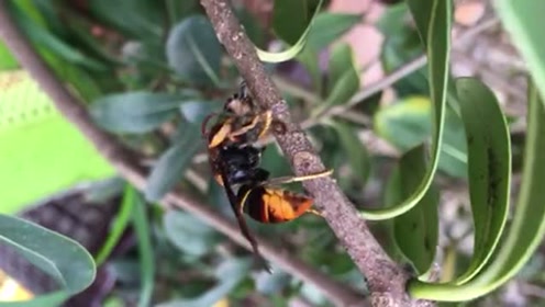大黄蜂捕食小蜜蜂