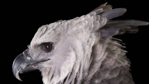 拥有最完美侧颜的鸟,正面却让人忍俊不禁,这是什么神奇物种?