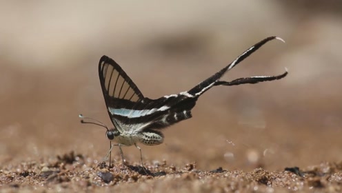 泰国的绿龙尾蝴蝶,飞起来的时候太惊艳了