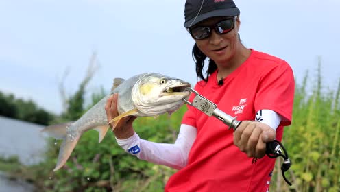 老虎路亚游钓中国兴化鱤鱼 排骨老虎教学分享