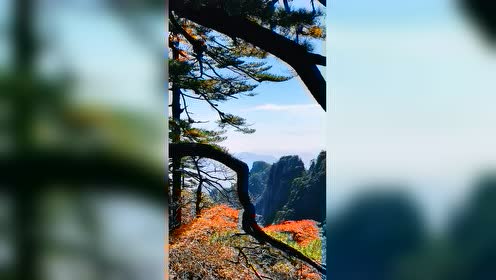 层林尽染秋风萧瑟