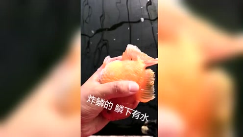 芒果鱼有鳞吗,芒果鱼是什么鱼,青芒鱼是海鱼吗(第2页)_大山谷图库