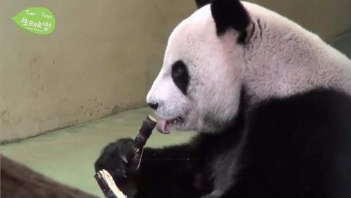 大熊猫不吃竹子改啃甘蔗会是什么样的?萌萌哒