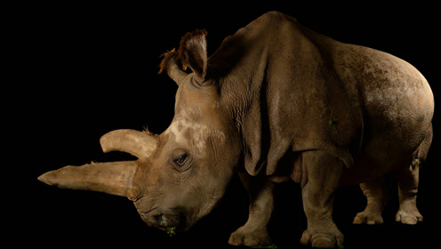 全世界仅存三只的北方白犀牛,它的角比黄金值钱