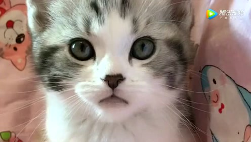 高颜值小猫咪重复点头动作,样子好可爱!