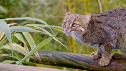 世界上体型最小的猫科动物,非常稀有的锈斑豹猫