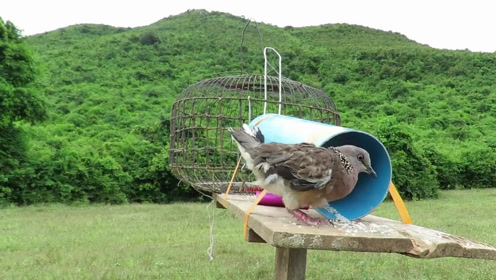 小哥野外设计陷阱捕鸟,放上诱饵有进无出让鸟很崩溃
