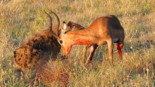 小羚羊惨遭鬣狗掏肛,半个身体都被吃掉了,生死关头绝地反击!