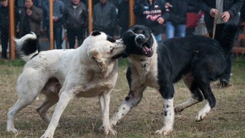 村头狗王对决,农村土狗打斗极猛,这场斗狗连主人都险些没能拉开