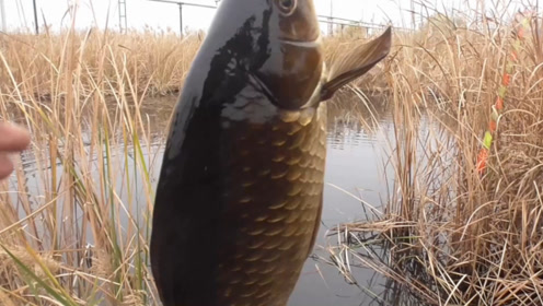 难怪小黑哥钓的鲫鱼又多又大,看了这个视频才明白