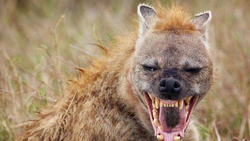 鬣狗女王孤独已久,心血来潮下山寻找夫婿,却没想到遇到了一波寻仇者!