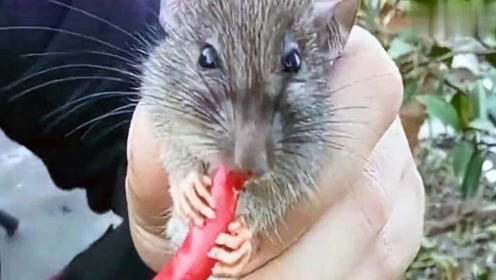 当老鼠吃下死神辣椒会怎么样?老外作死实验,镜头记录全过程