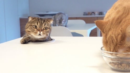 猫咪偷吃其他猫咪的饲料,这动作也太机灵了吧!