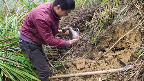 文哥这运气该去买彩票了,又成功挖到一只三斤的大竹鼠