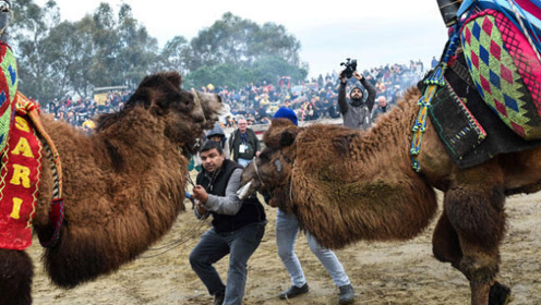 土耳其人用母骆驼来诱导公骆驼打架,究竟是残忍还是秉承动物本性?