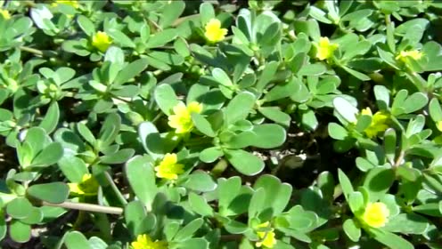 这些天然的"止痒草"抹一抹皮肤再也不怕痒了 可是你知道吗