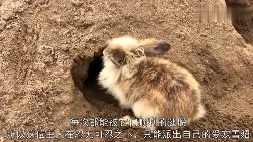 兔子在草坪乱打洞,主人忍无可忍派出爱宠雪貂,把兔子赶出洞穴!